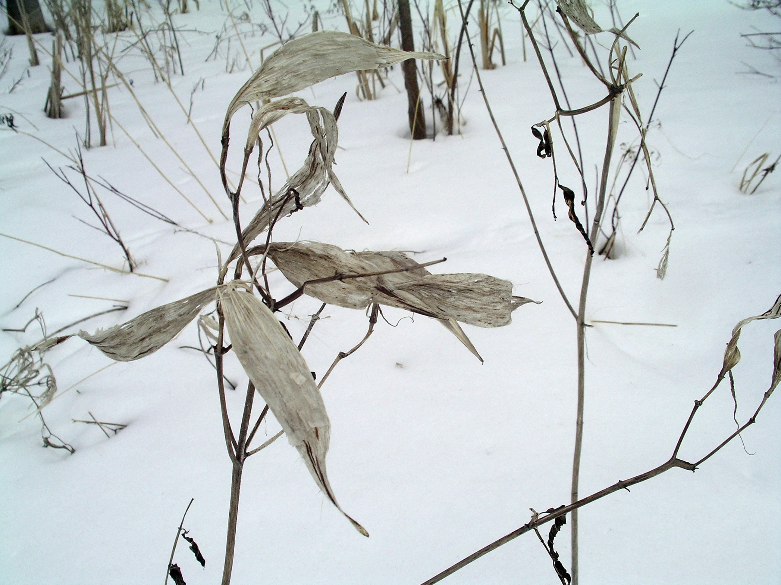 snowweed.jpg