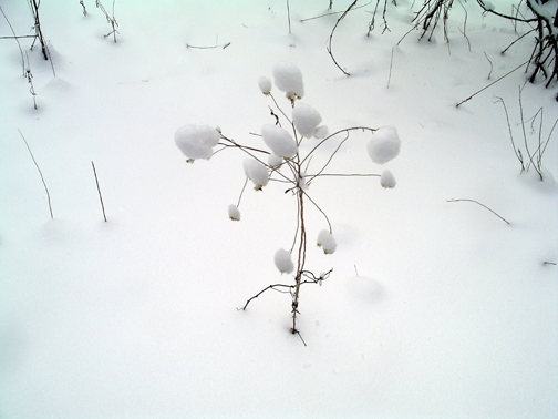 Enter Snow Weed 1